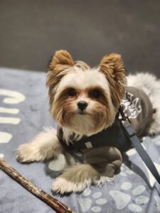 Dog Days Dog Training