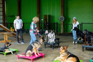 Enzos Dog Training