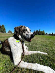 Canine Training Services