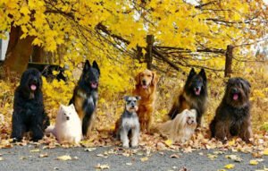 West Plains Canine School
