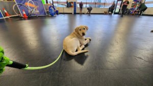 Zoom Room Dog Training