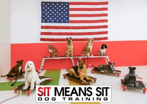 Sit Means Sit