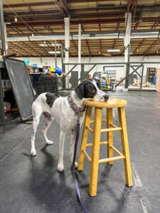 Pawsitive Connection Dog Training