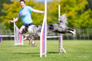 Run Wild Dog Sports & Training Center