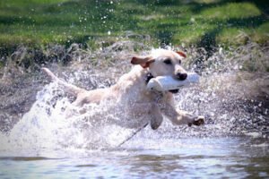 Long Hollow Retrievers