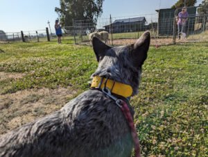 Chuckanut Kelpies and Aussies