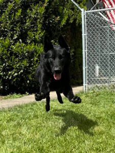 Scatter Creek Kennels & Training Services