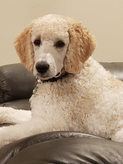 Speak Dog