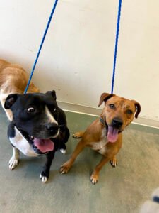 Academy of Canine Behavior