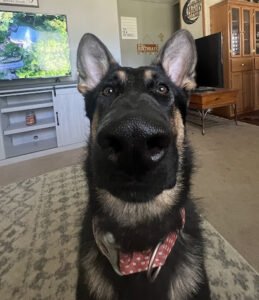 Graceful Pups Dog Training