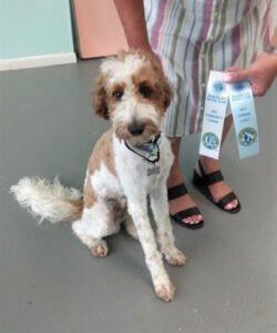 Your Proper Pooch