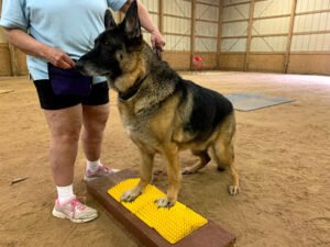 Endless Pawsabilities, LLC