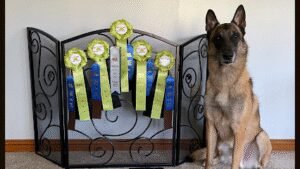 Sterling Canine Academy