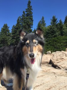 The Clever Canine