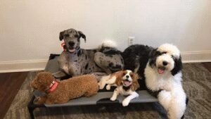Almost Heaven K9 Training