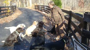 Chilbrook Kennels LLC