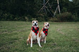 MickSparkins Pet Care