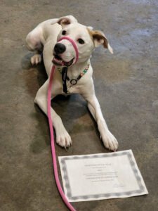 Independent K-9 L.L.C.