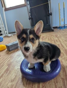 No Bad K-9 Training