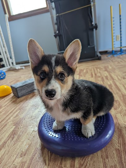 No Bad K-9 Training