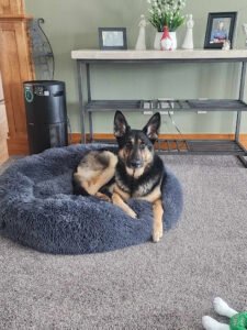 Pams Pawsitive Training LLC