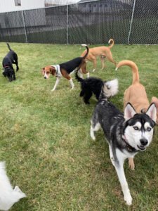 Miller Heights K9 Academy
