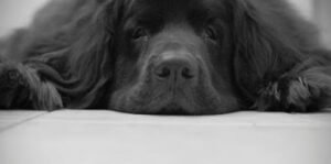 Harvey & Co Dog Training