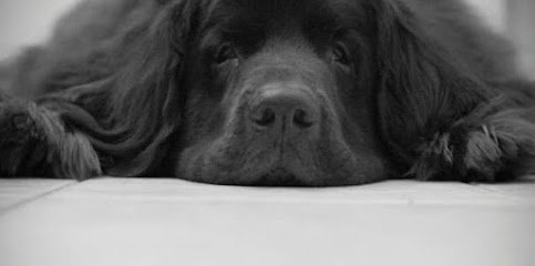 Harvey & Co Dog Training