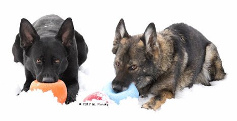 M Plonsky K9 Behavior Consulting