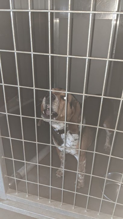 Lester’s Kennels