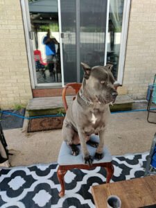 Good Habits Dog Training