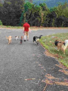 Anderson Pack Dog Training, LLC