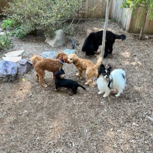 Blue Dog Training & Behavior