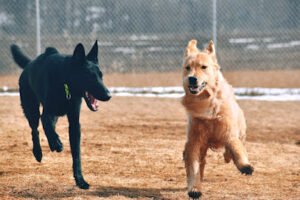 Honor Your Dog: Training and Behavior Solutions