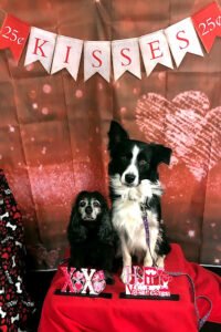 Black Dog Training LLC
