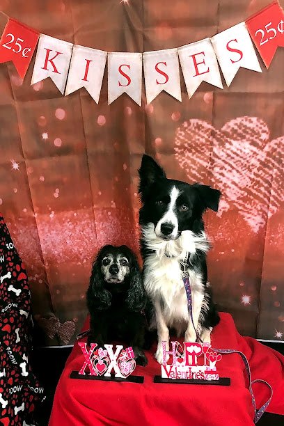 Black Dog Training LLC