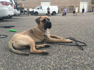 Stable K9 Training