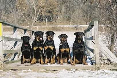 KC-K9 Academy Dog Training