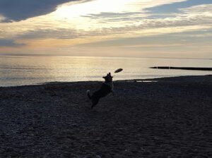 Dog’s Best Friend