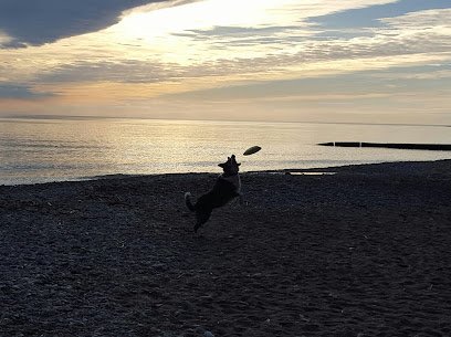 Dog’s Best Friend