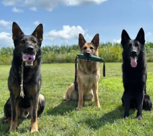 Elite Canine
