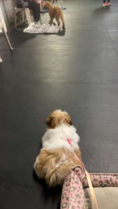Dog’s Best Friend Training
