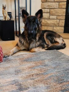 Paws-A-Tive Choice