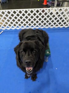Janesville-Beloit Kennel Club
