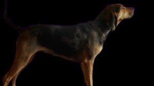 BDH Canine Solutions