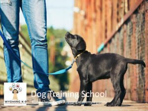 Wyoming K-9 Training Academy
