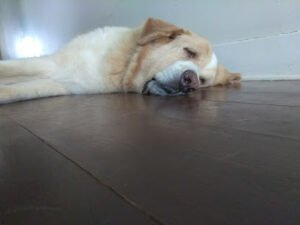 Carmel’s Canine Club
