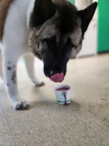 Pup In A Cup
