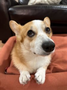 Miso