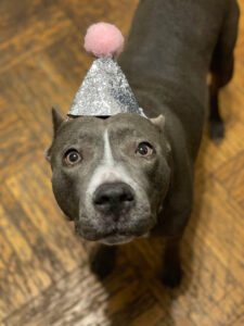 Baked For Barks